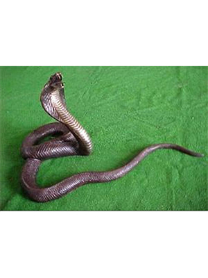 Bronze Cobra