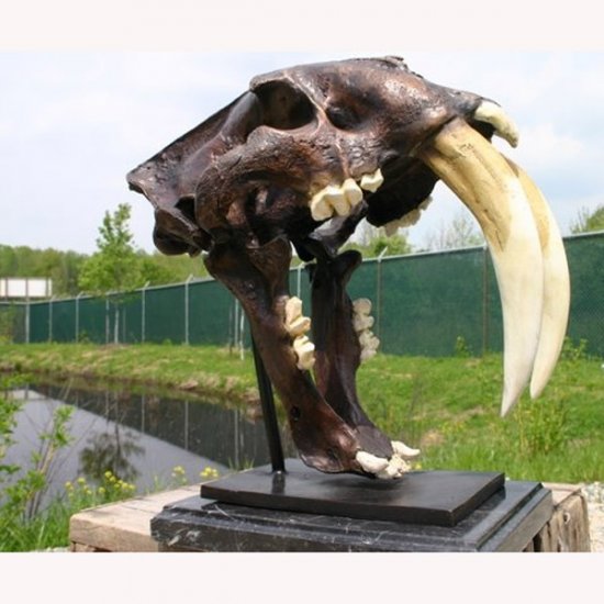 Bronze Saber-Toothed Tiger Skull